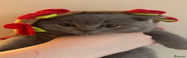 British Shorthair 4