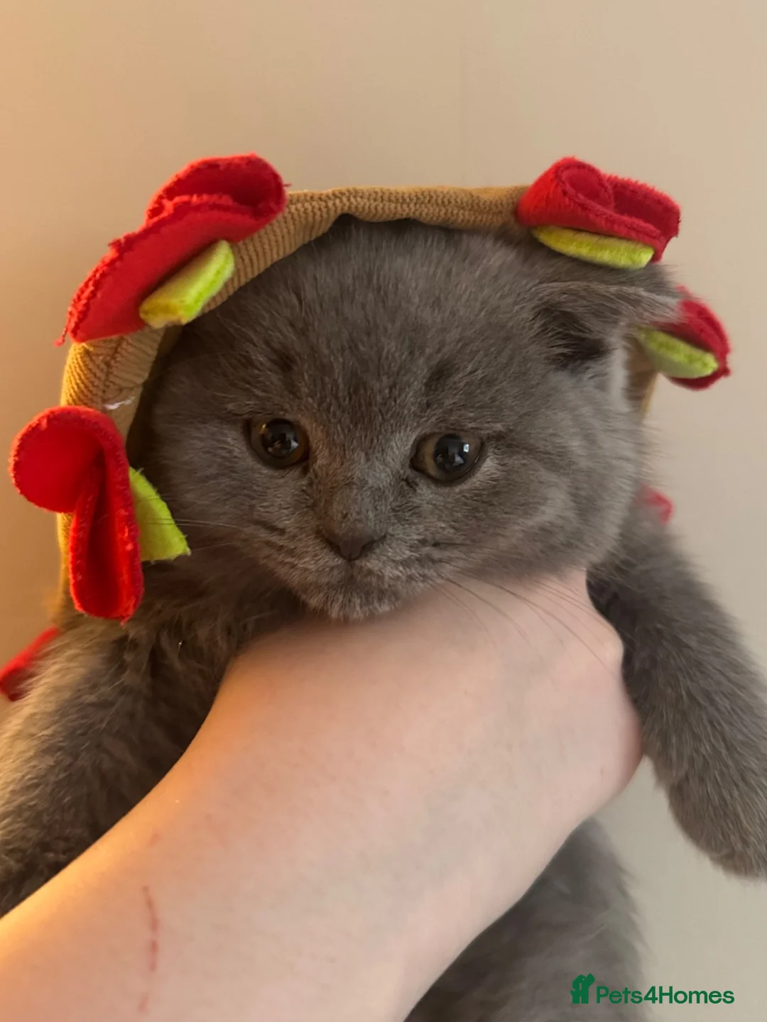 British Shorthair cats for sale: Such stunning silvers 🥰🥰🩶 - Advert 1