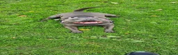 Staffordshire Bull Terrier dogs for sale: Staffordshire Bull Terier in Colne - Advert 5
