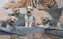 Yorkshire Terrier dogs for sale: Biews yorkshire terriers  - Image 8