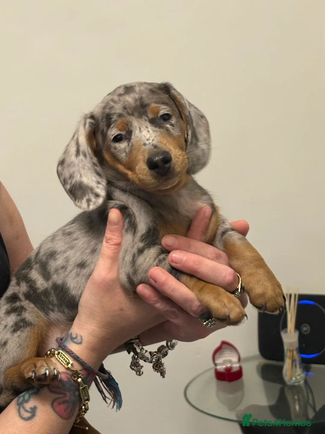 Miniature Dachshund dogs for sale: Miniature dachshund  - Advert 2