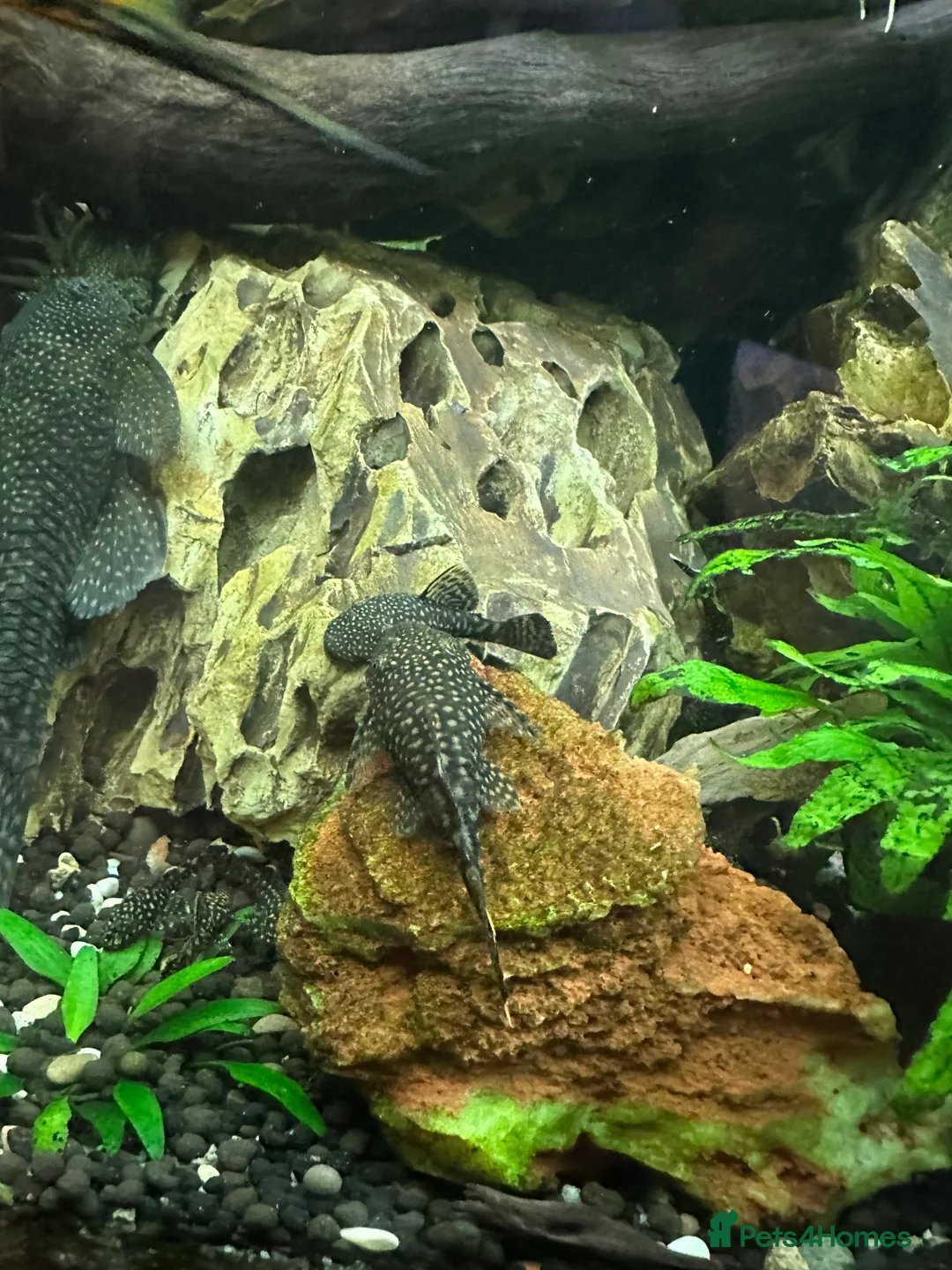Plecos fish for sale: Juvenile bn plecos - cherry shrimp - swordtails - Advert 16