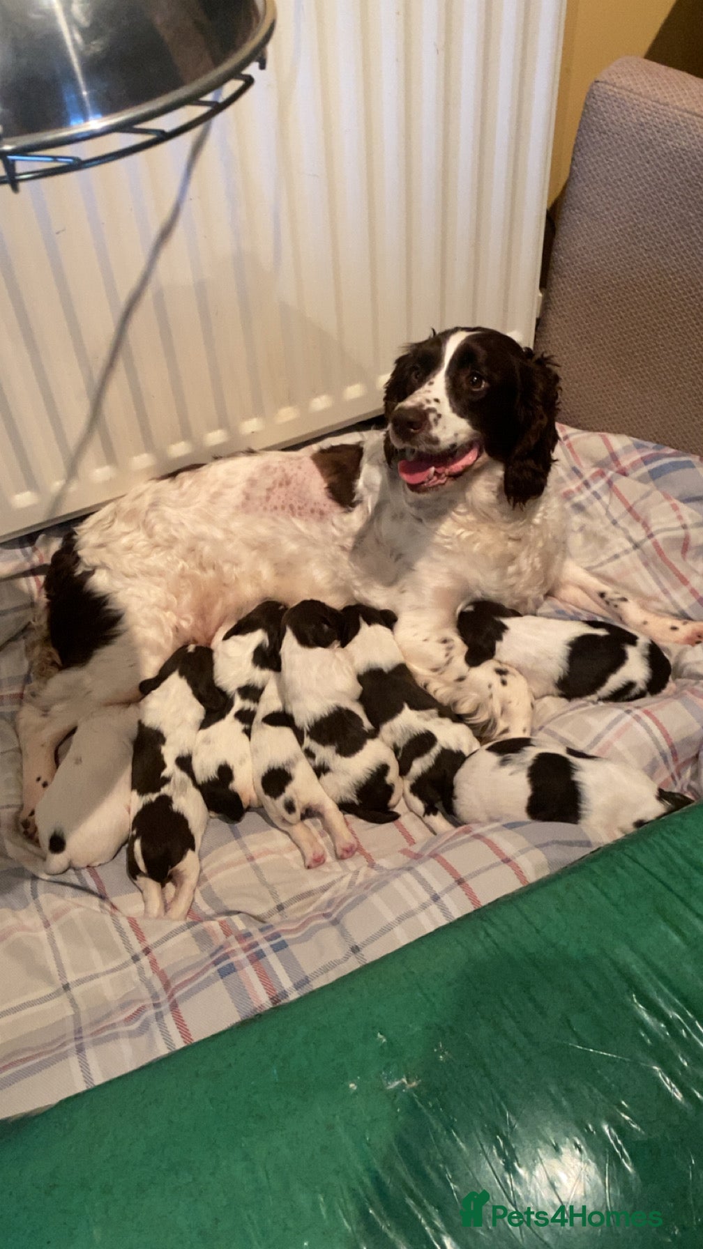 English Springer Spaniel dogs Springer Spaniel Pups for sale  - Advert 1