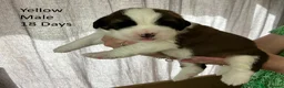 Saint Bernard dogs for sale: Pedigree St Bernard Pups in Blackwood - Advert 23