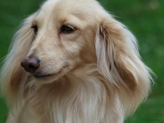 Miniature Dachshund dogs Long Haired Cream, no dilute, Pra Clear, Kc Regg - Advert 3