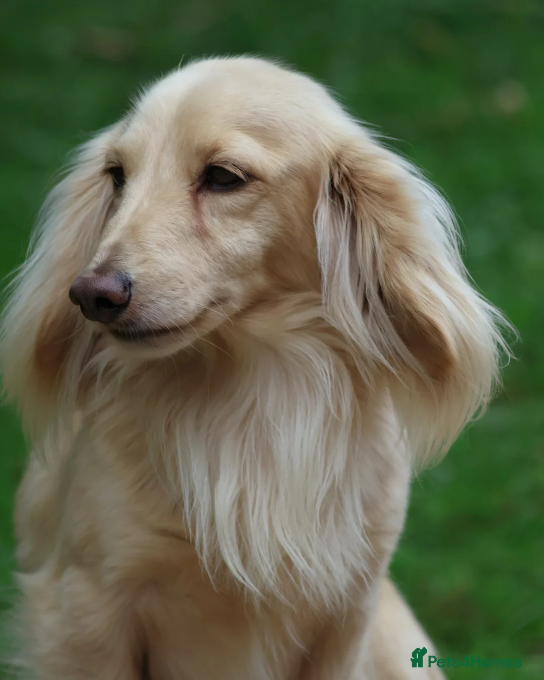 Miniature Dachshund dogs for stud: Long Haired Cream, no dilute, Pra Clear, Kc Regg - Advert 1