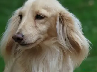 Miniature Dachshund dogs Long Haired Cream, no dilute, Pra Clear, Kc Regg - Advert 3