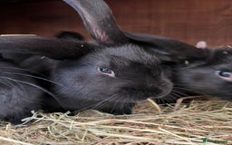 Mixed Breed rabbits for sale: Baby rabbits  - Advert 5