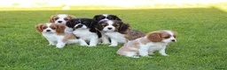 Mixed Breed dogs for sale: Playful Pugalier puppies for sale!  - Advert 24