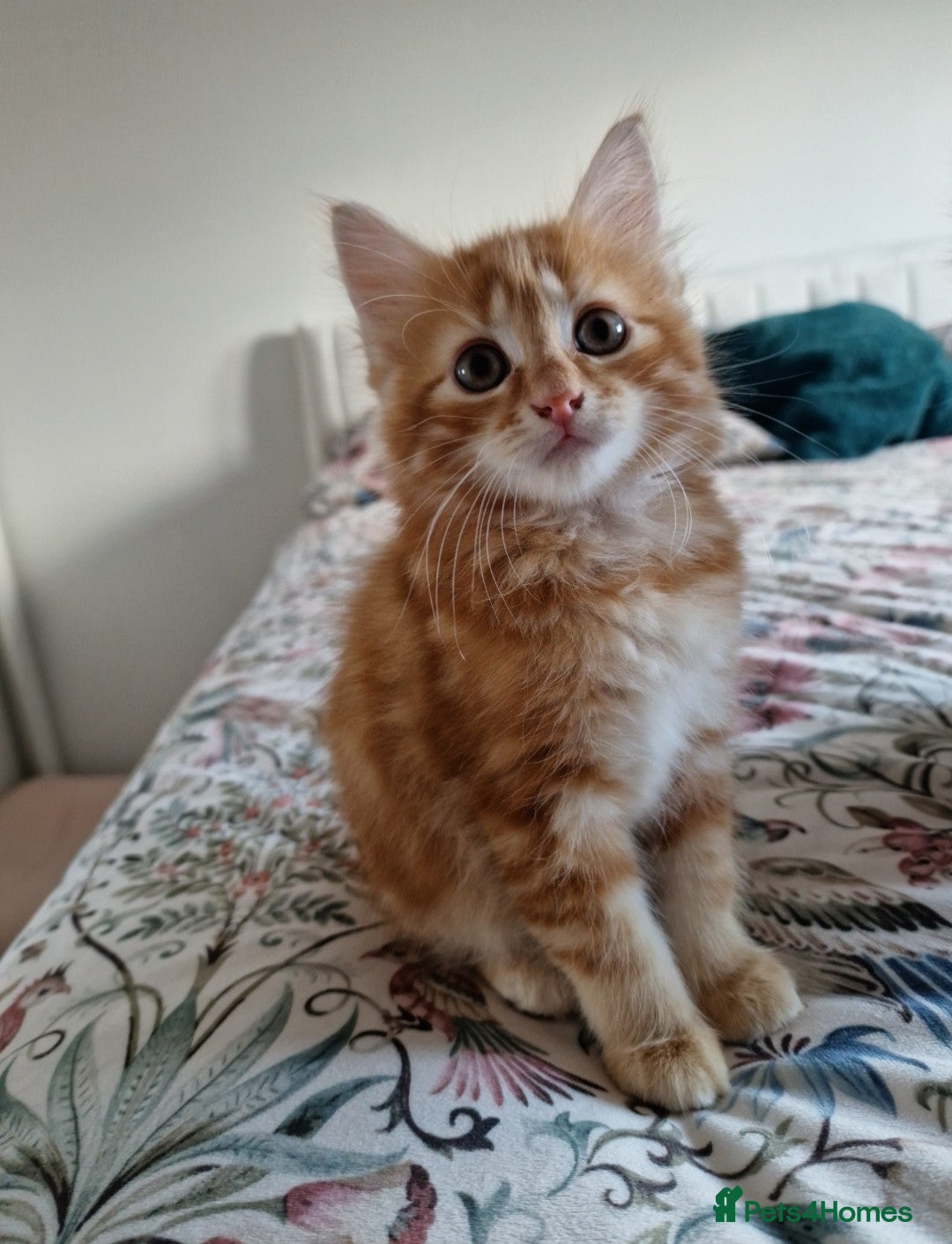 British Shorthair cats for sale: Half British Shorthair half fluffy  - Image 3