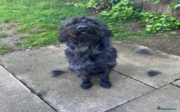 Labradoodle dogs for sale: Duke  - Image 1