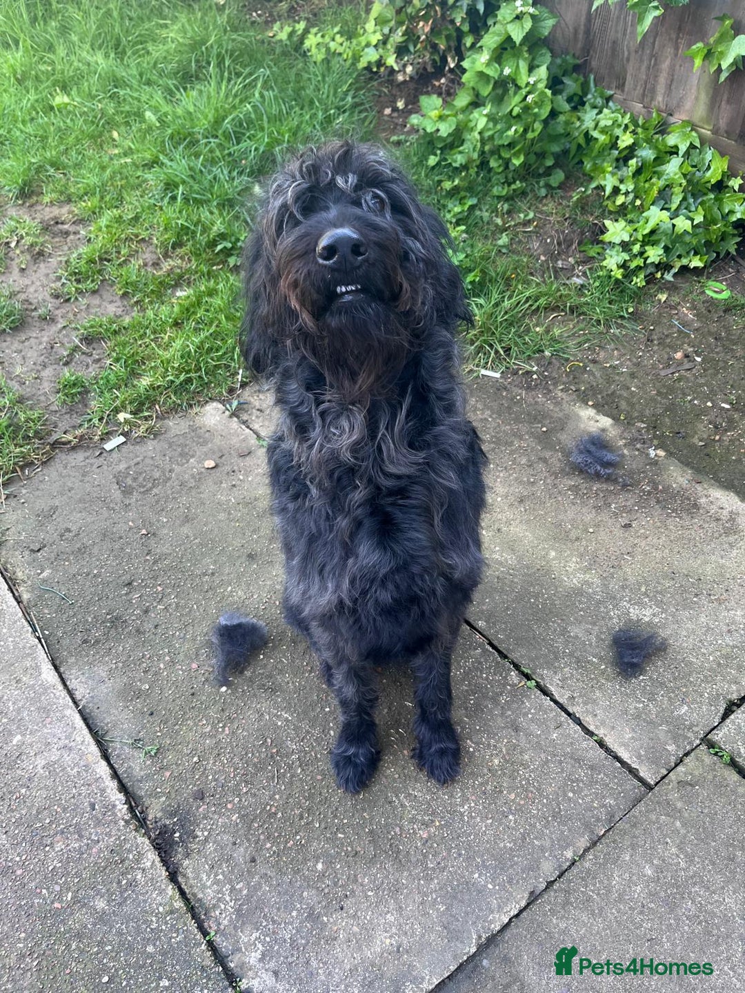 Labradoodle dogs for sale: Duke  - Image 1