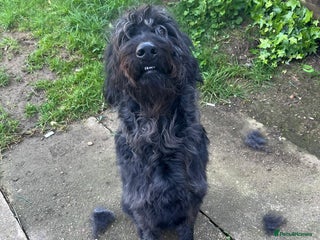 Labradoodle dogs for sale - Advert 1