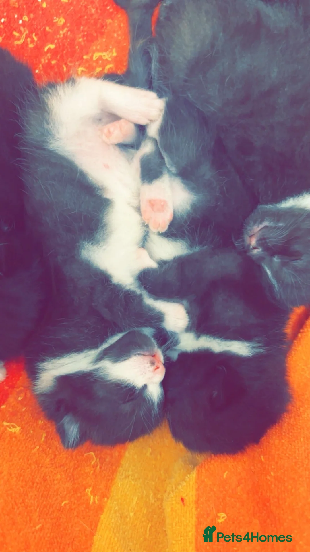 Bombay cats for sale: Beautiful black and white kittens  in Alford - Advert 2