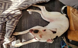 Mixed Breed dogs for sale: Daisy is a one year old American Bully X Boxer   - Image 2