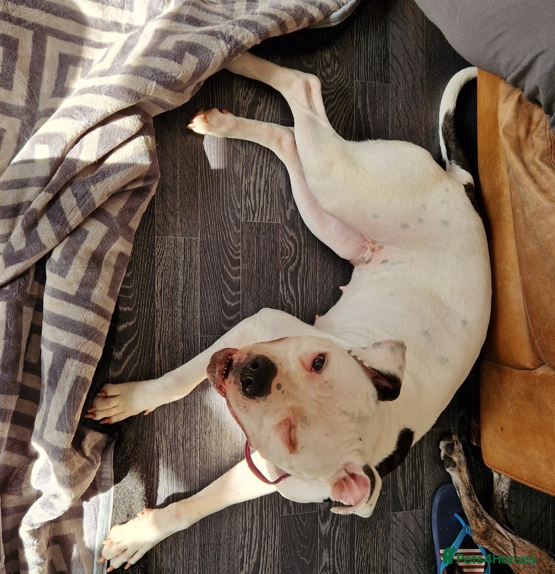 Mixed Breed dogs for sale: Daisy is a one year old American Bully X Boxer   - Image 2
