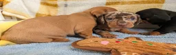 Dachshund dogs for sale: LET DOWN ON LAST PUPPY DACHSHUND  - Advert 18