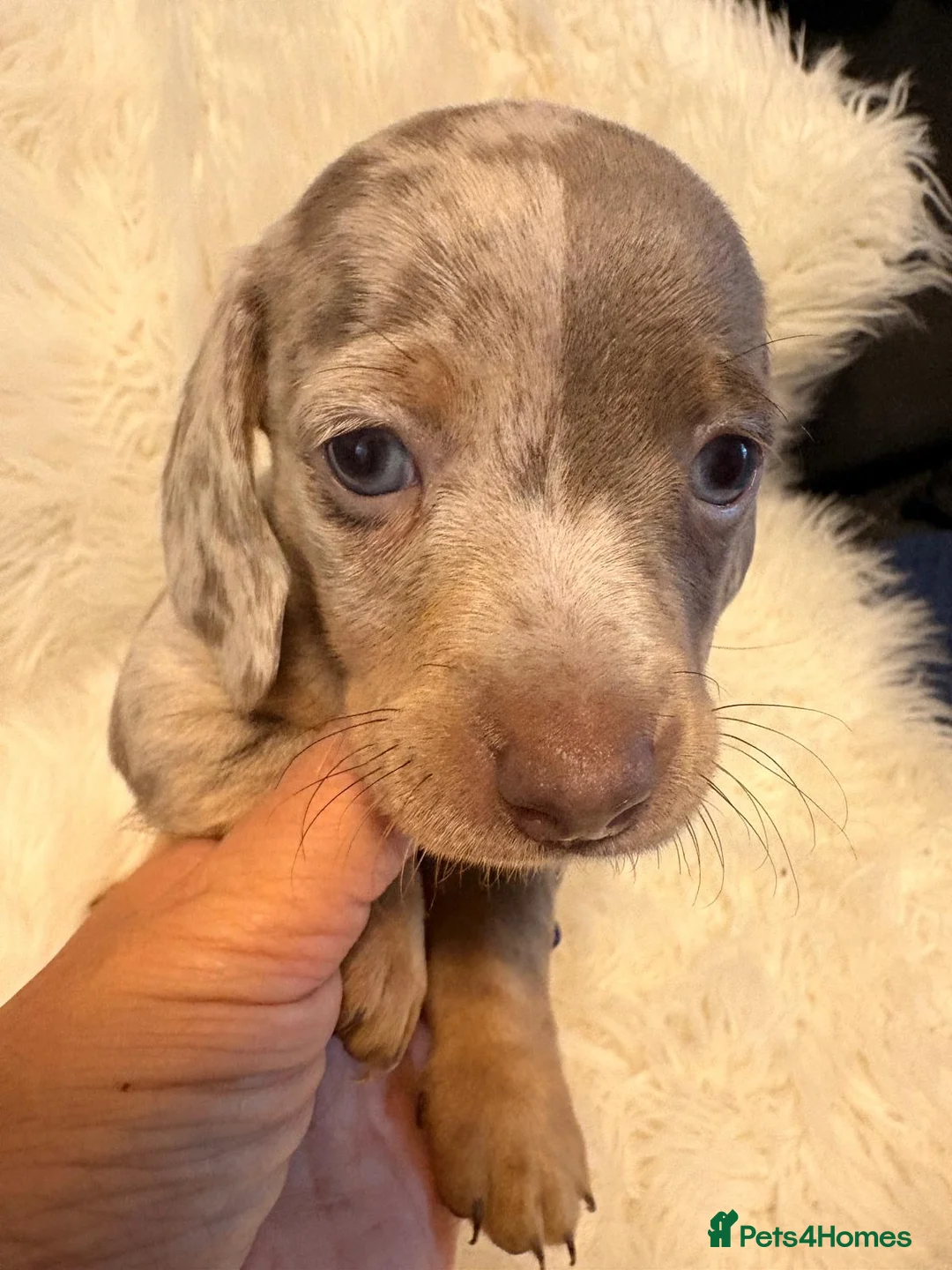 Miniature Dachshund dogs for sale: READY to GO FULL Vac Mini Dachshund smooth  - Advert 24