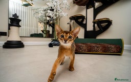 Abyssinian cats for sale:  Champions  Line Romeo-TICA reg. Abyssinian Beauty - Image 4
