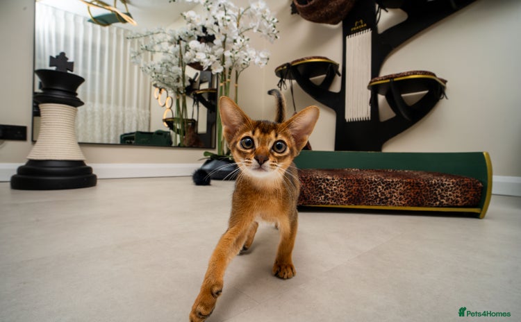 Abyssinian cats - Advert 1