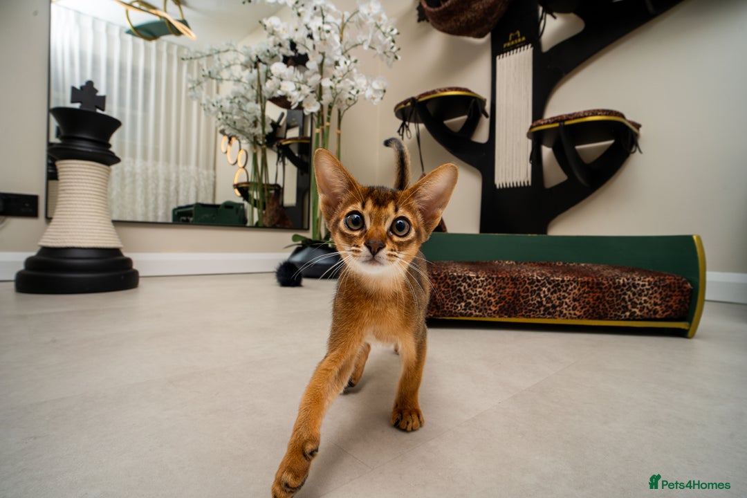 Abyssinian cats for sale:  Champions  Line Romeo-TICA reg. Abyssinian Beauty - Image 4