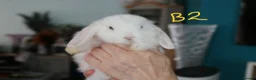 Mini Lop rabbits for sale: Mini Lop babies - Bucks - Advert 7