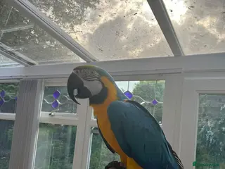 Budgerigars birds PARROTS! - Advert 1