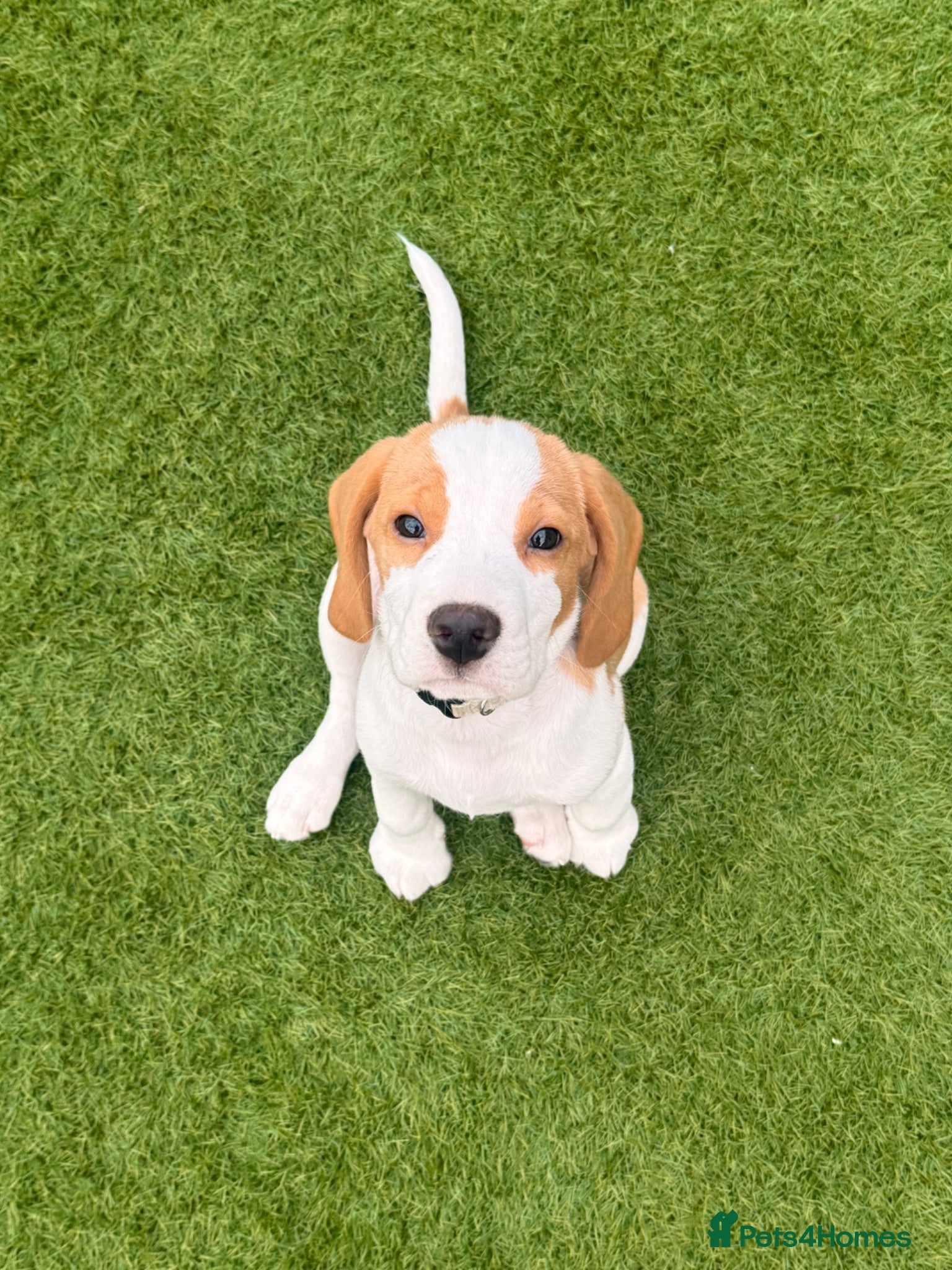 Beagle dogs Boy Lemon Pedegree Beagle - 13 weeks old - Advert 4