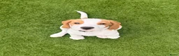 Beagle dogs for sale: Boy Lemon Pedegree Beagle - 13 weeks old - Advert 1