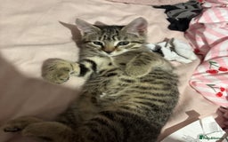 Mixed Breed cats for sale: Tabby kitten  - Image 3