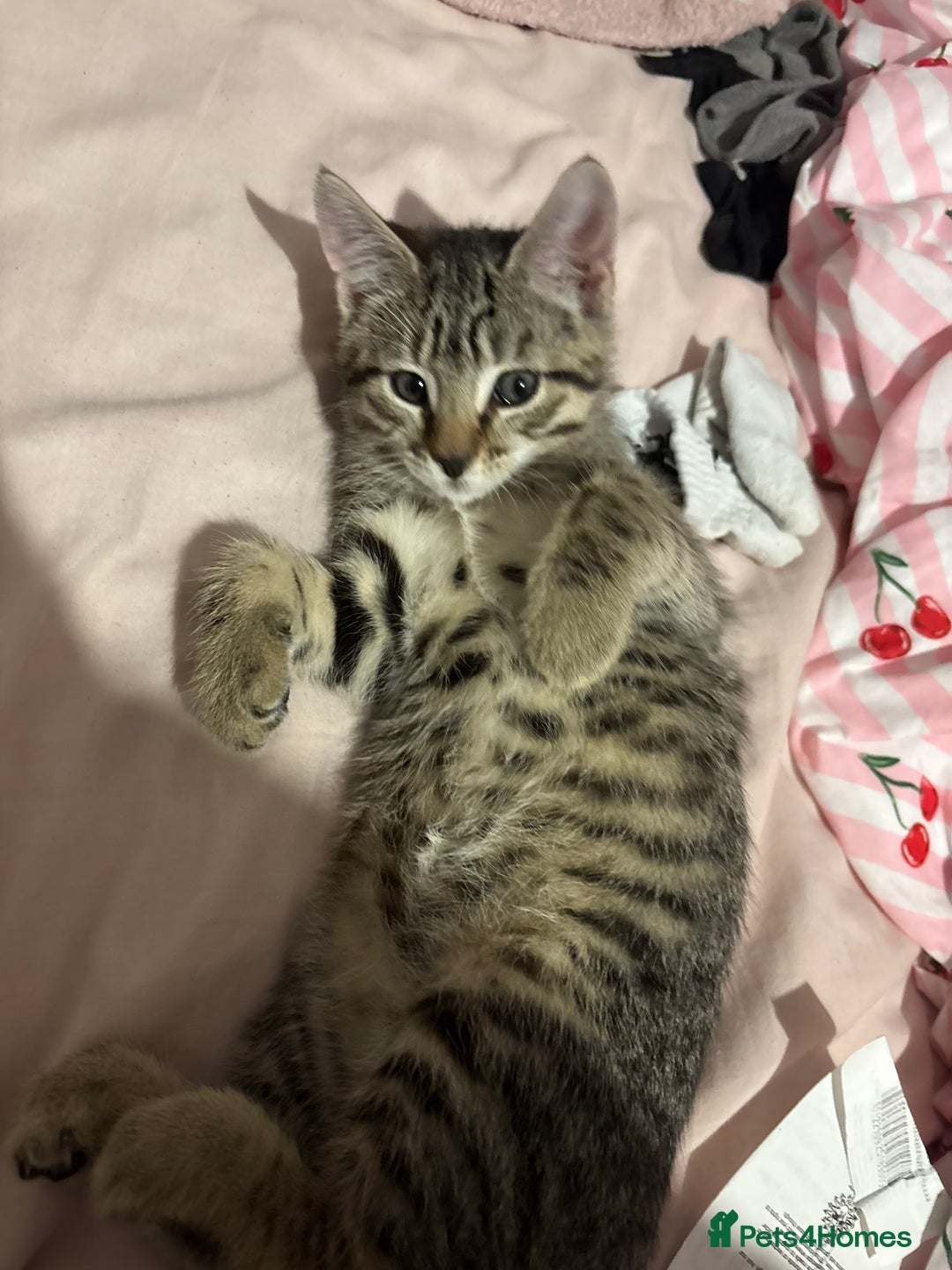 Mixed Breed cats for sale: Tabby kitten  - Image 3