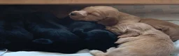 Cocker Spaniel dogs for sale: Beautiful pedigree English show cocker puppies 🐾 in Knutsford - Advert 9