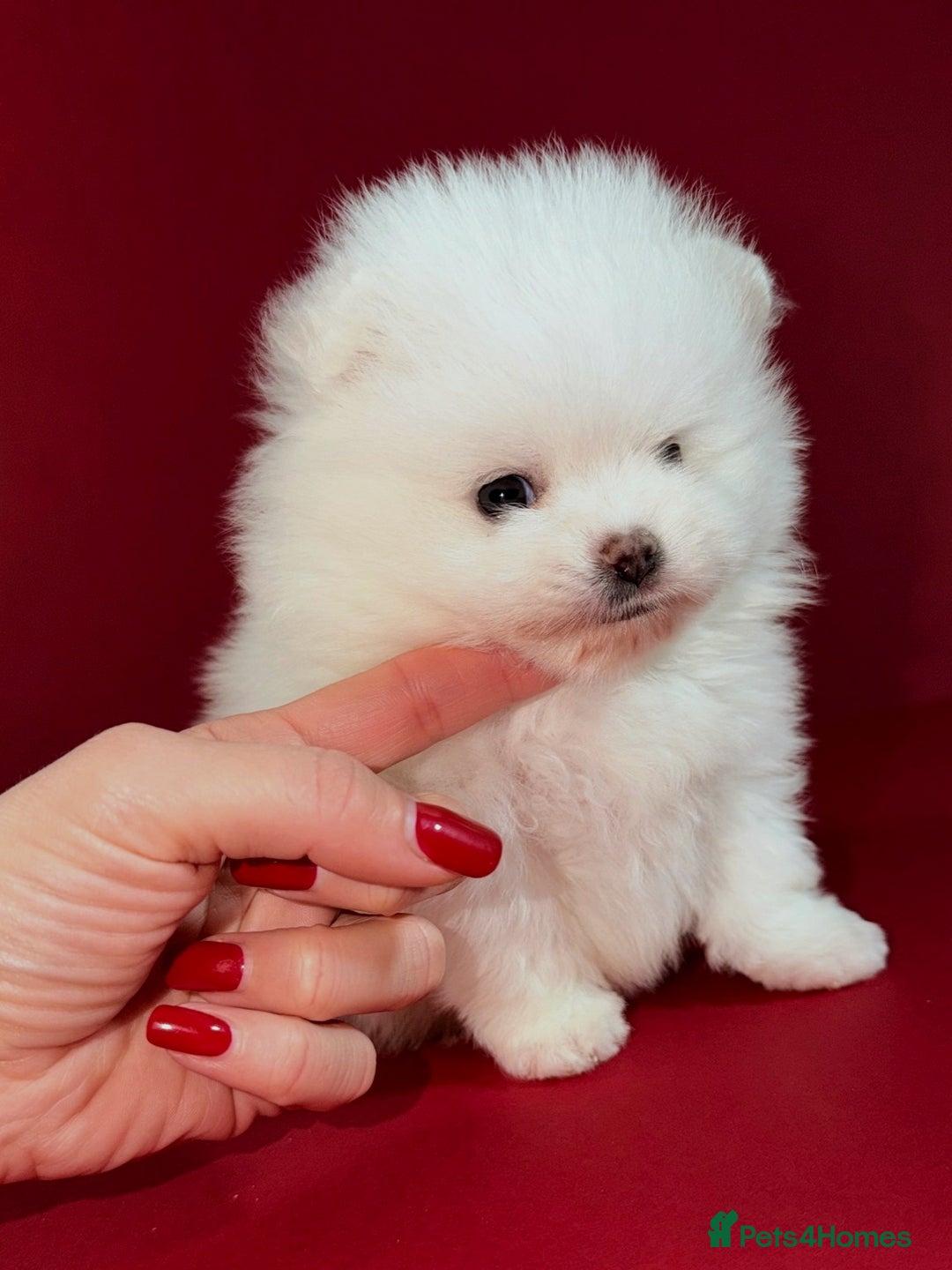 Pomeranian dogs for sale: KC Registered, Teddy bear face , tiny Pomeranians  - Advert 15