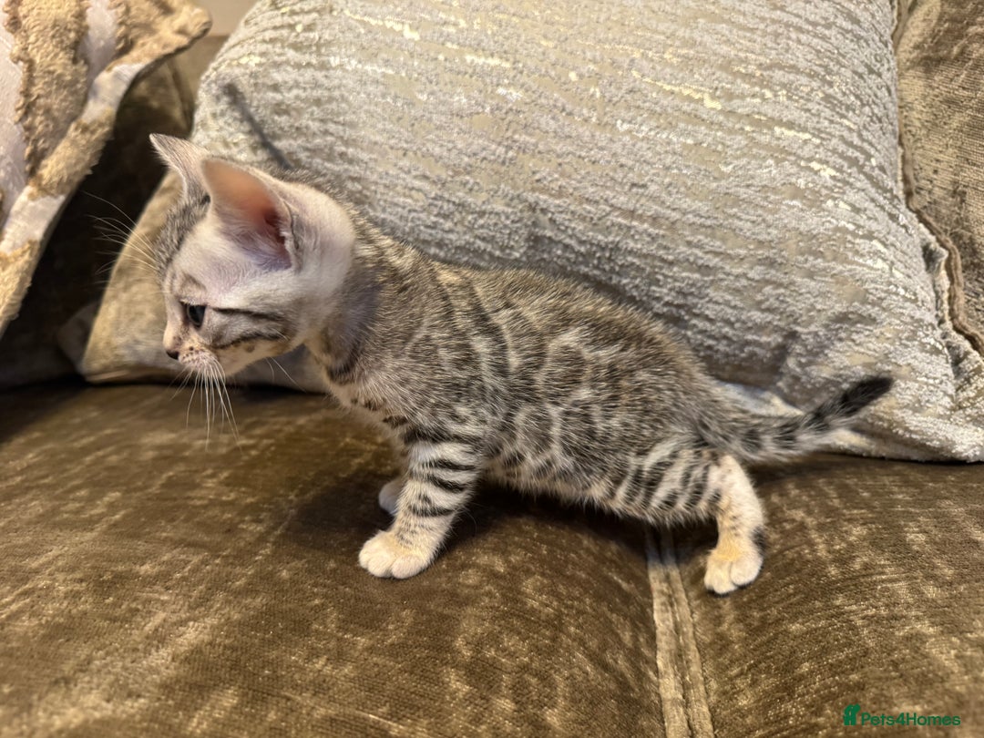 Bengal cats for sale: Exceptional TICA Registered Bengals- Champion Line - Advert 18