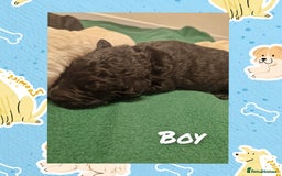 Goldendoodle dogs for sale: Quality goldendoodle puppies*4available,6reserved  - Image 26