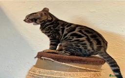 Bengal cats for sale: Male bengal cat - Image 4