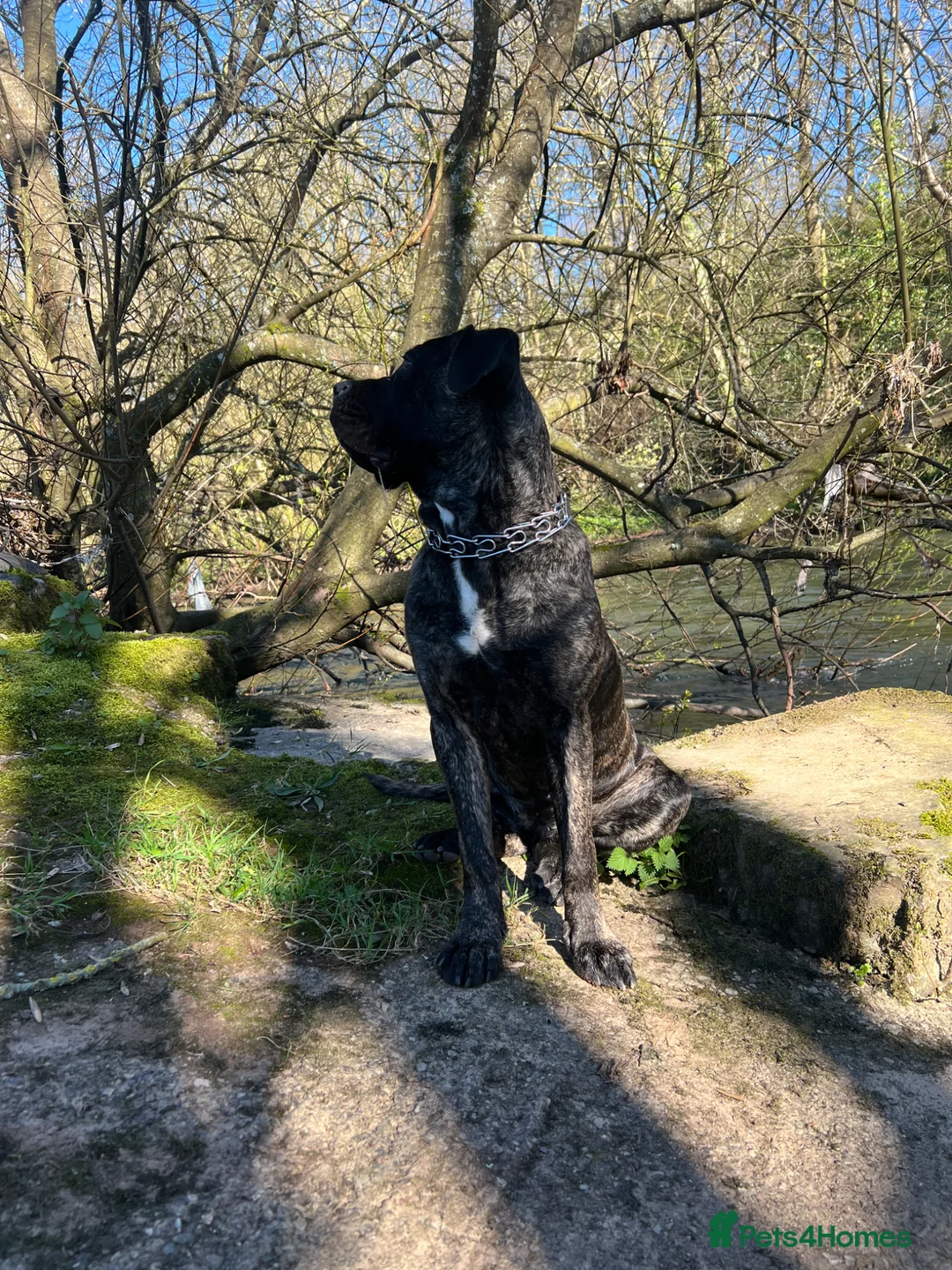 Cane Corso dogs for sale: Female Cane Corso in Tiverton - Advert 2