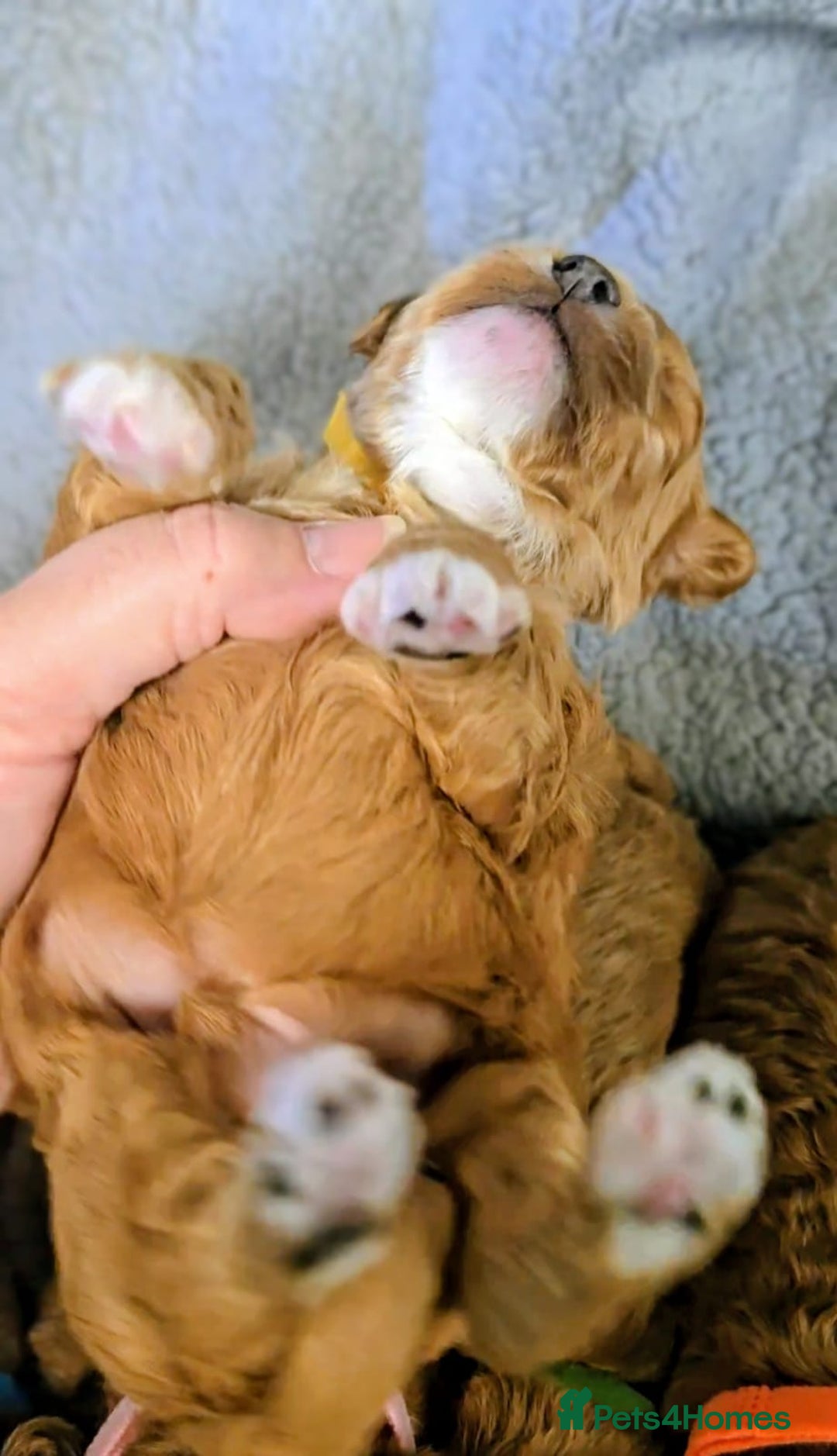 Cockapoo dogs for sale: GENUINE F1B COCKAPOO PUPPIES  - Image 30