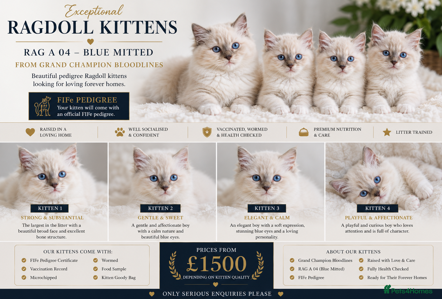 Ragdoll cats Luxury Blue Point Mitted Ragdoll Kittens - Advert 15