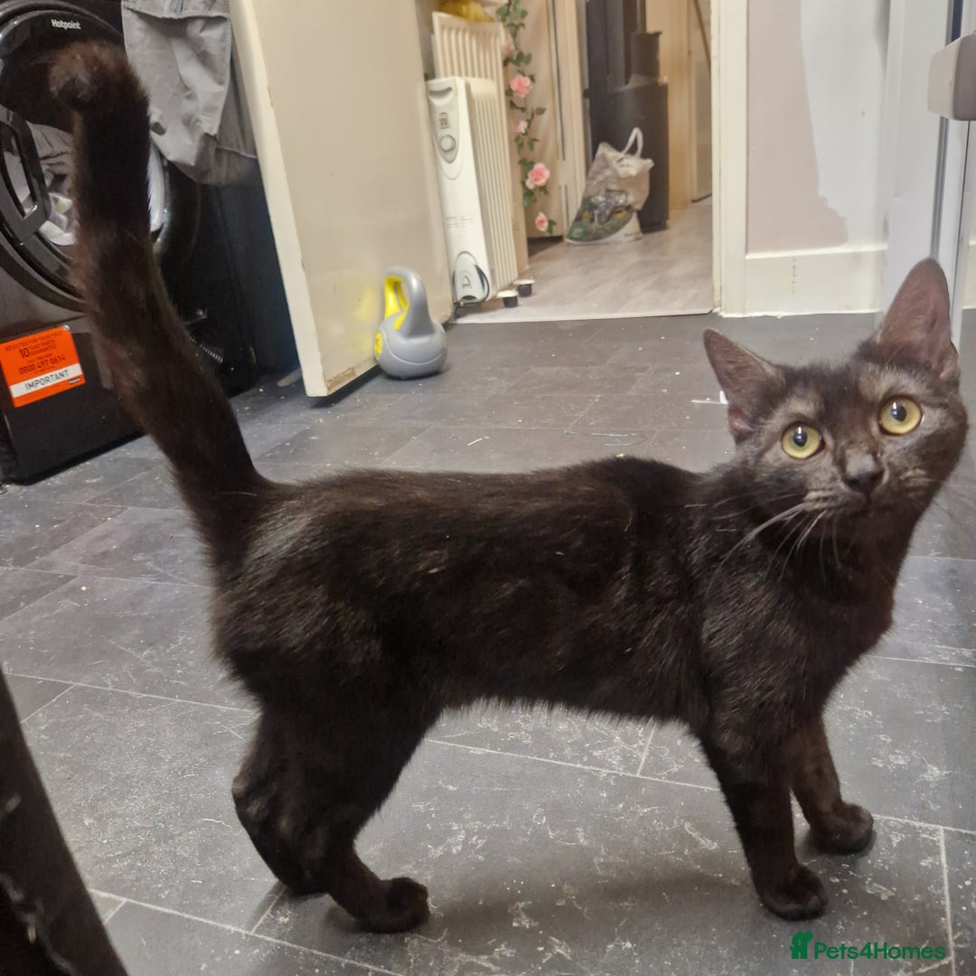 Domestic Shorthair cats for sale: 10 month old female brown black tabby  in London - Image 4