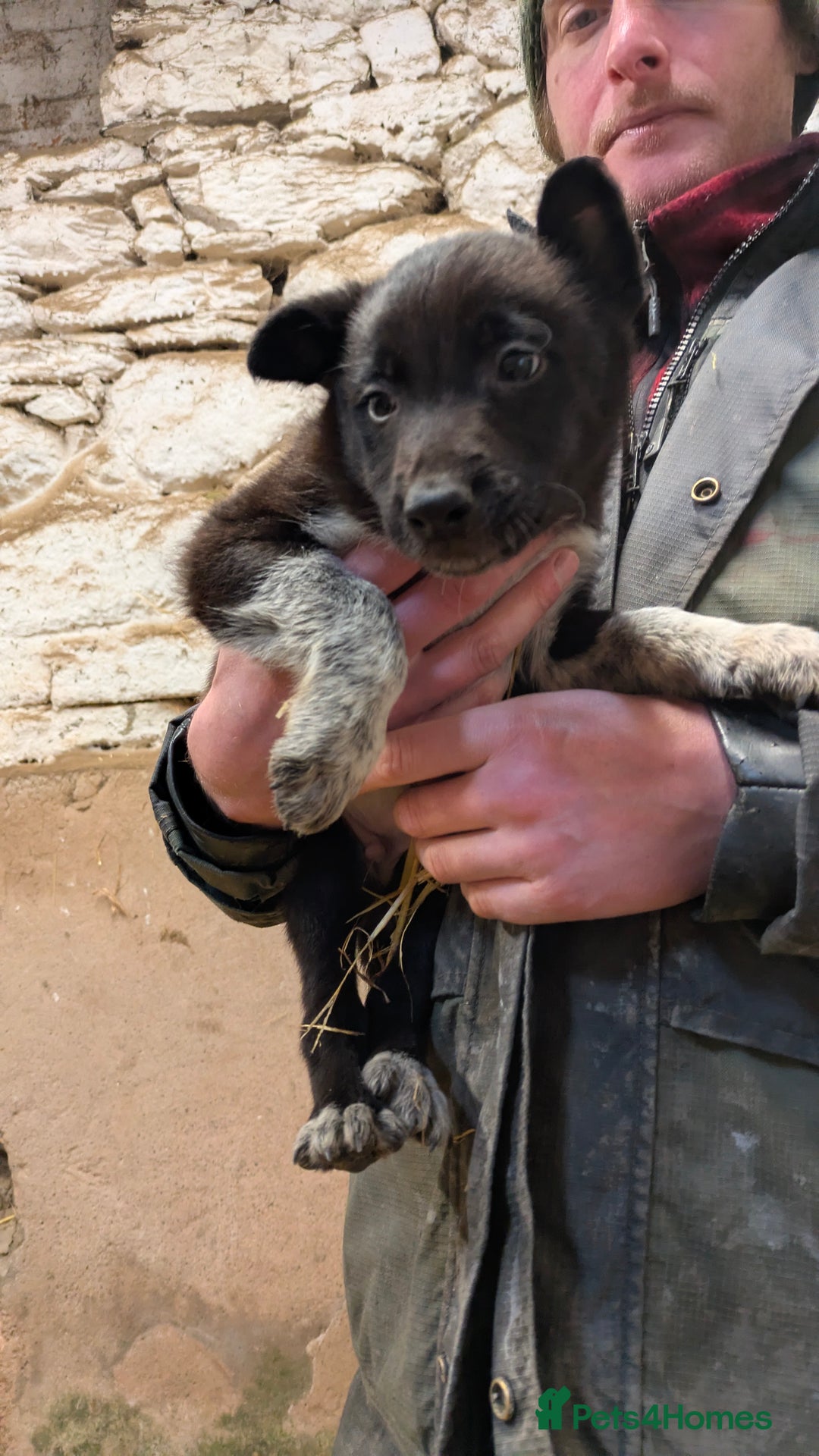 Border Collie dogs for sale: Three border collie pups for sale. - Advert 7