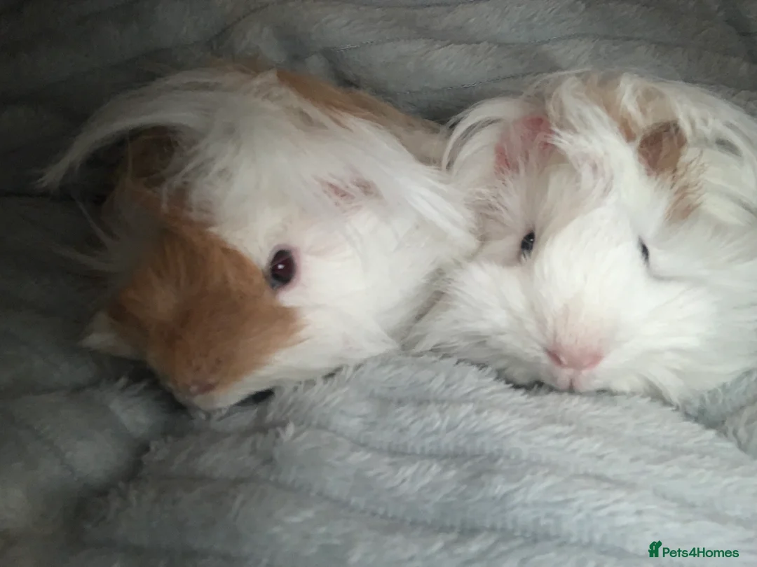 Guinea Pig rodents for sale: 3 Male Guinea Pigs RESERVED - Advert 3