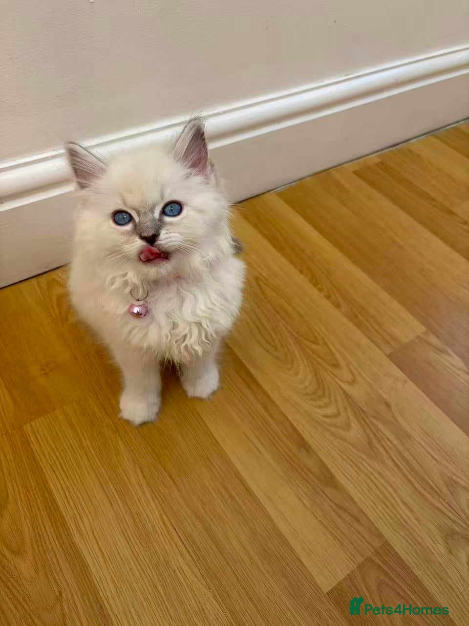 Ragdoll cats Beautiful Ragdoll cat - Advert 5