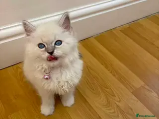 Ragdoll cats Beautiful Ragdoll cat - Advert 5