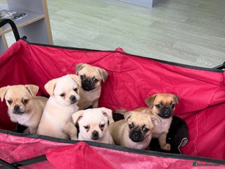 Pug dogs Gorgeous Pug x Pomeranian Puppy, Ready Today 🐾 - Advert 7