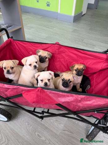 Pug dogs Adorable Pom x Pug Puppies. Ready from Today! - Advert 2