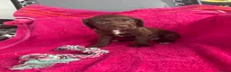 Sprocker dogs for sale: 5 chocolate Sprockers  - Advert 3