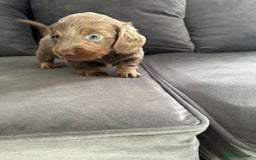 Miniature Dachshund dogs for sale: Beautiful champion miniature dachshunds - Image 10