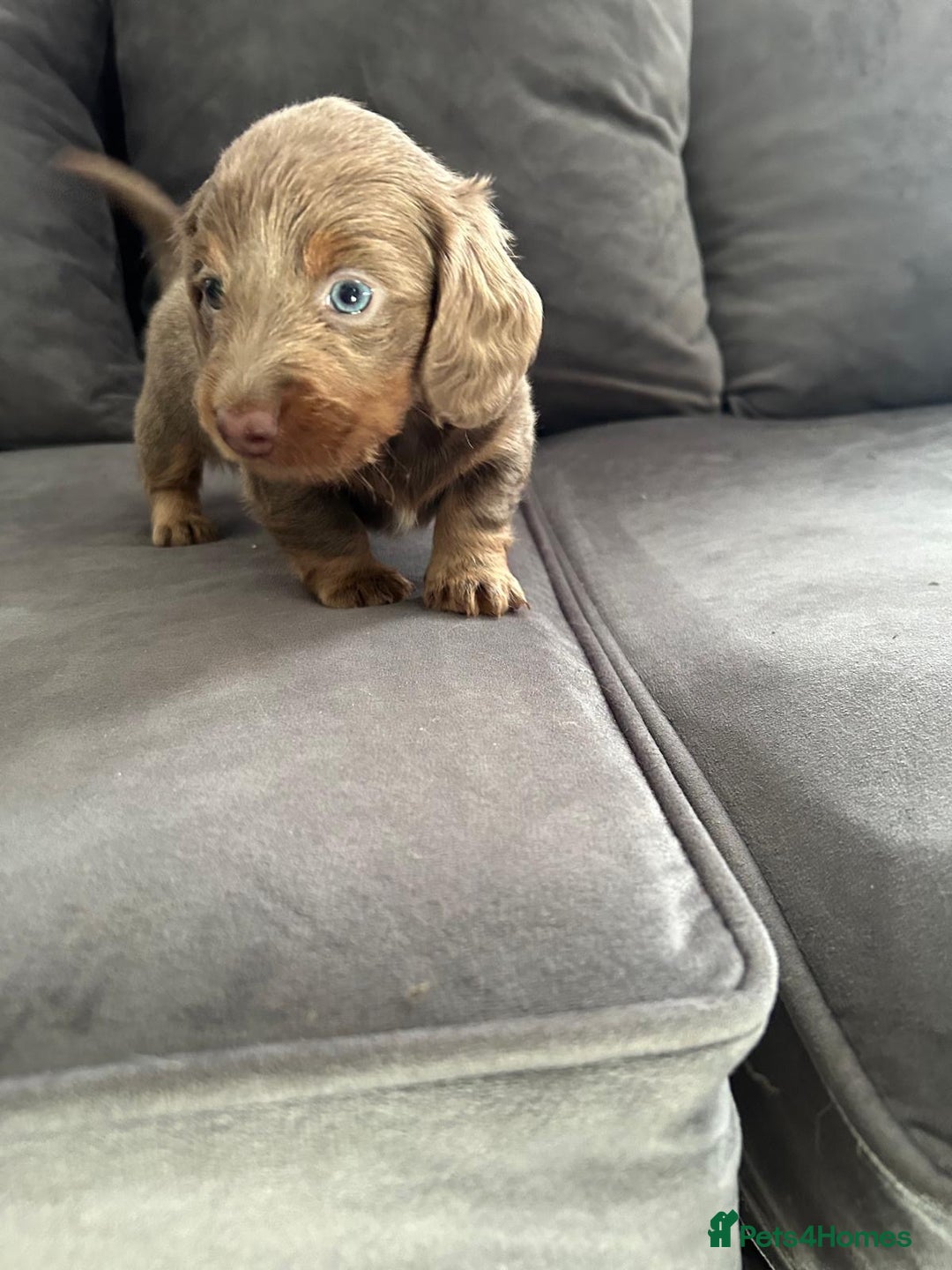 Miniature Dachshund dogs for sale: Beautiful champion miniature dachshunds - Image 10