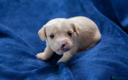 Mixed Breed dogs for sale: 🐶 Adorable F1 Frenchie x Cavapoo Pups 🐾 - Image 4
